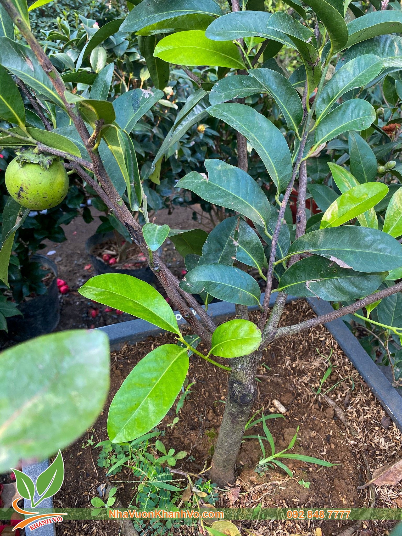 Cây Hồng Socola Đã Ra Trái Cao 1m - 1,2 m