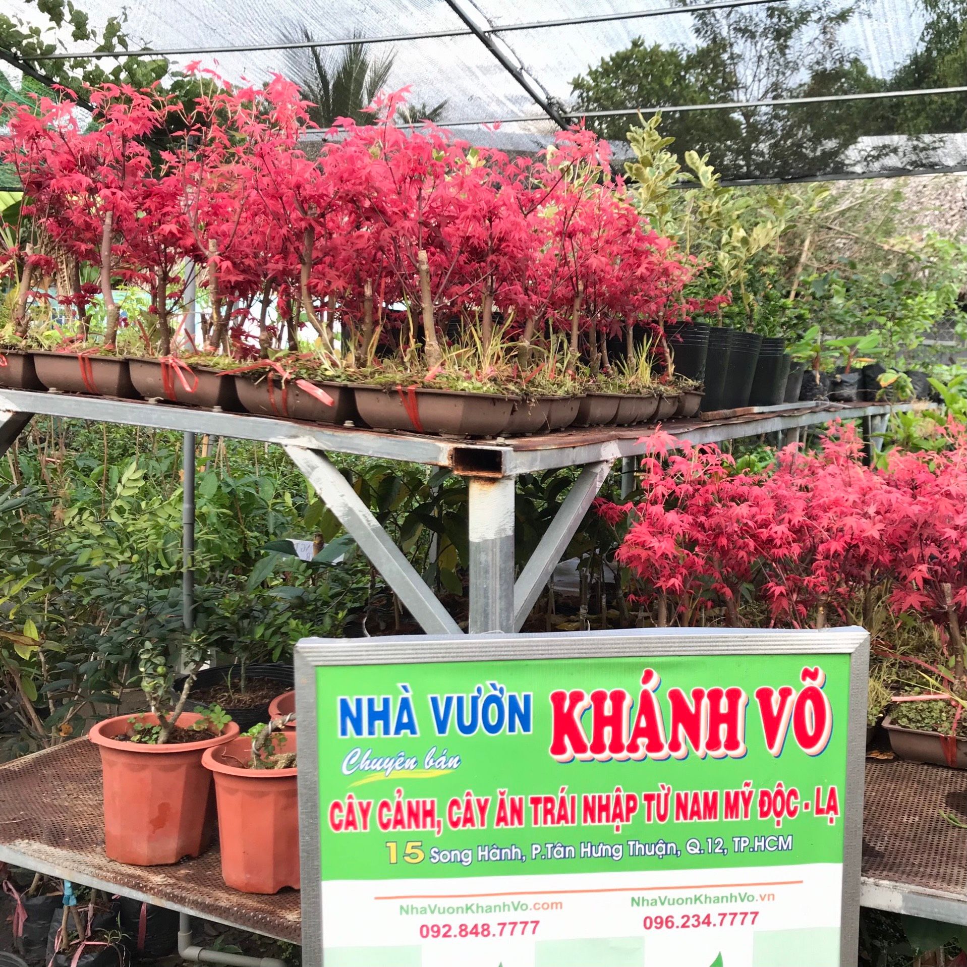 Cây Phong Lá Đỏ Để Bàn cao 30cm
