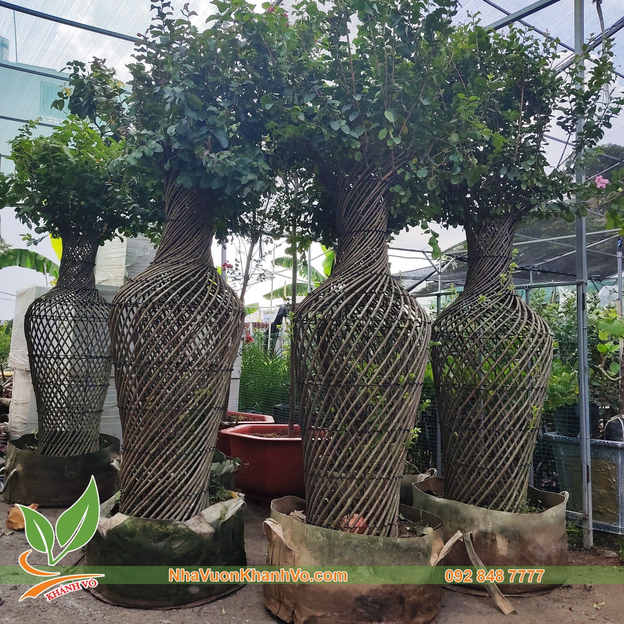 Tường Vi Bonsai - Dáng Lục Bình
