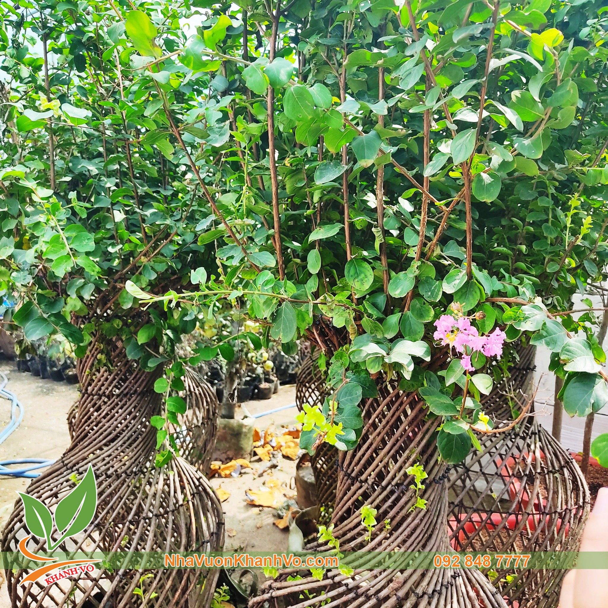 Tường Vi Bonsai - Dáng Lục Bình