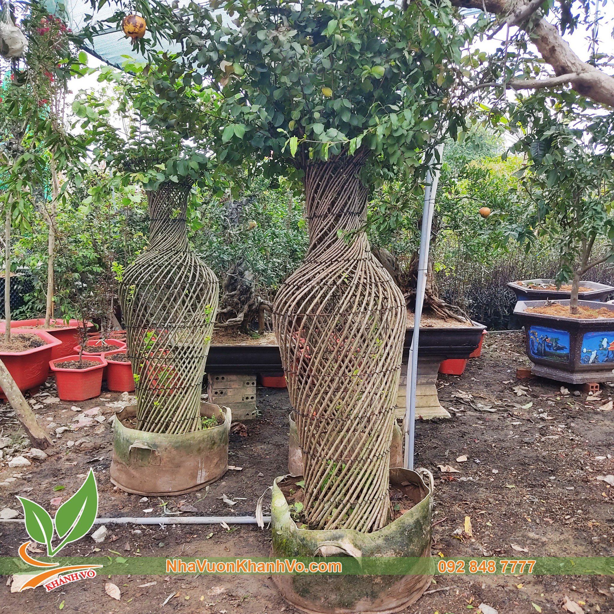 Tường Vi Huyêt Long Bonsai - Dáng Lục Bình