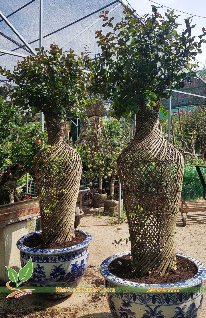 Tường Vi Bonsai - Dáng Lục Bình