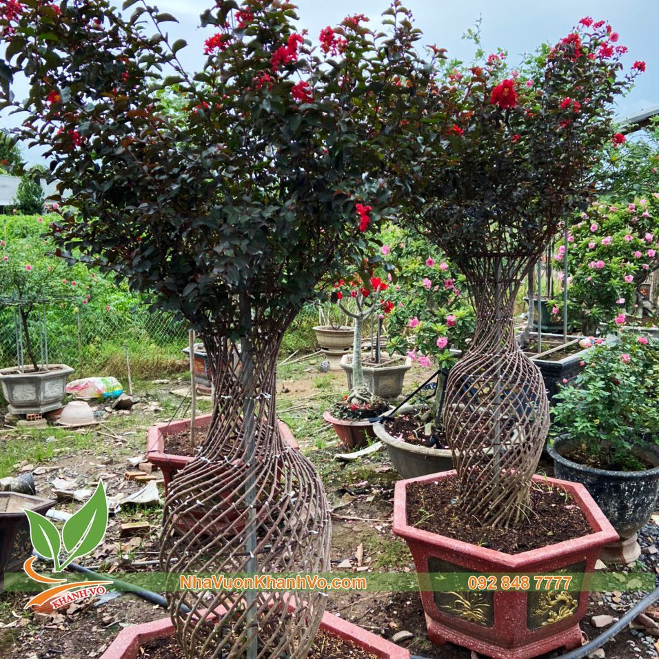 Tường Vi Huyêt Long Bonsai - Dáng Lục Bình