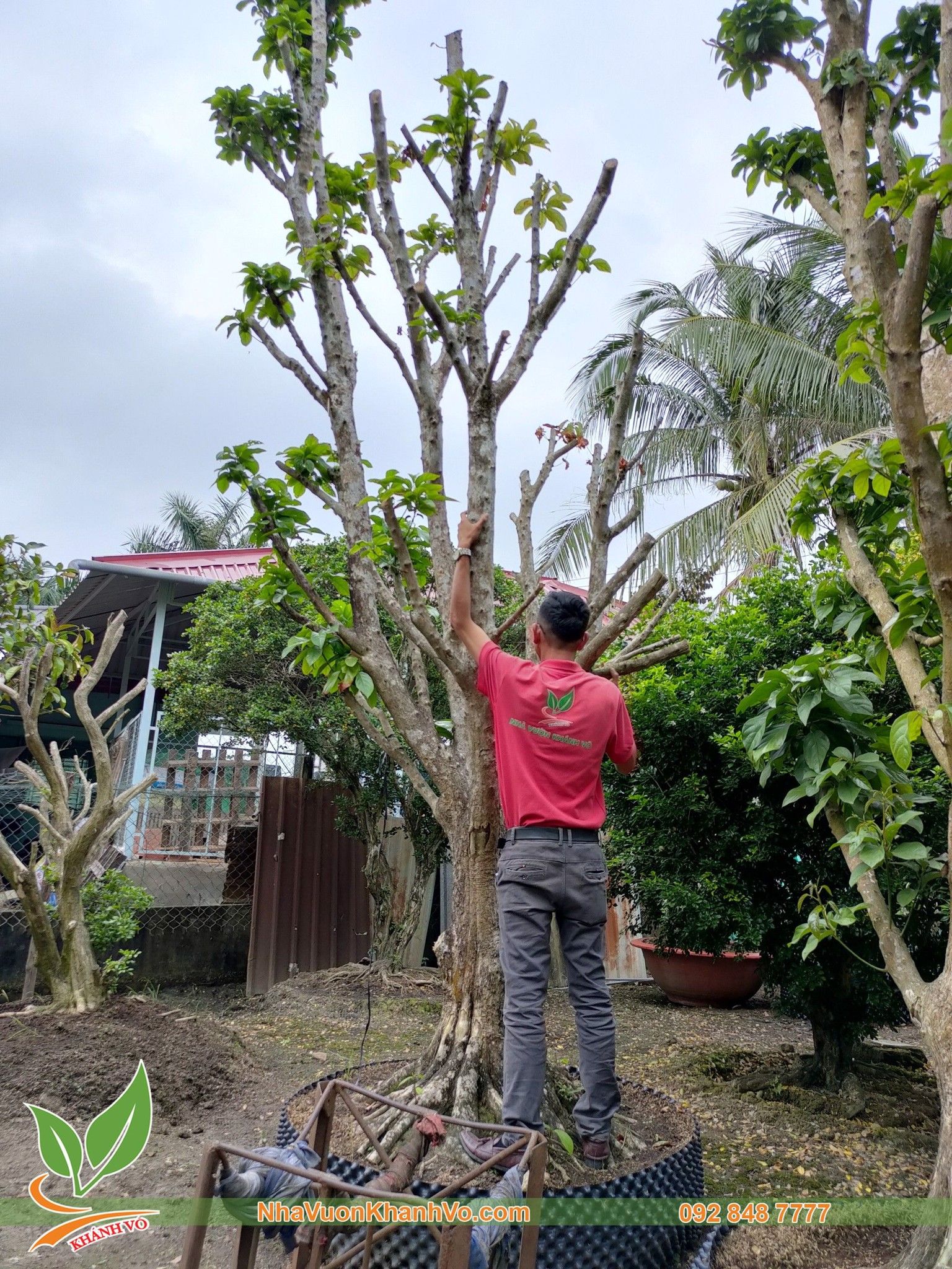 Cây Bòn Bon Cổ Thụ - Cây Dâu Da Nhiều Năm Tuổi Cao Trên 3m