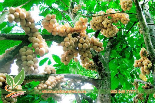 Cây Bòn Bon Thái Đã Cho Trái Cao 3m