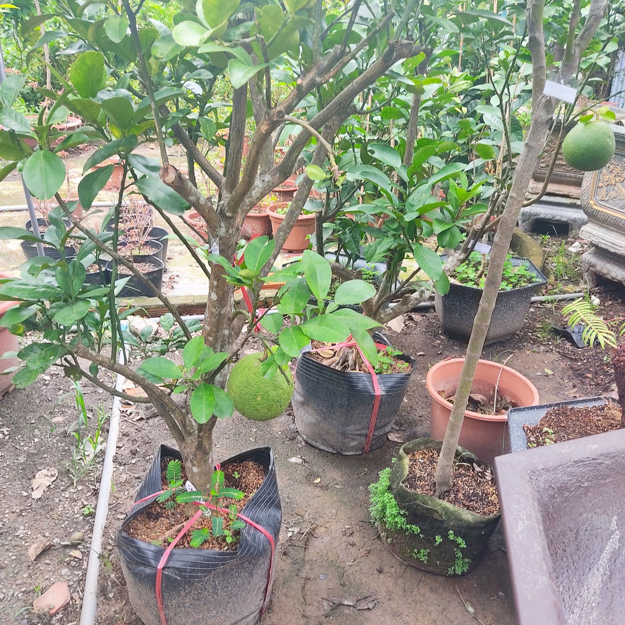 Cây Bưởi Da Xanh Đang Trái Cao từ 1,5m