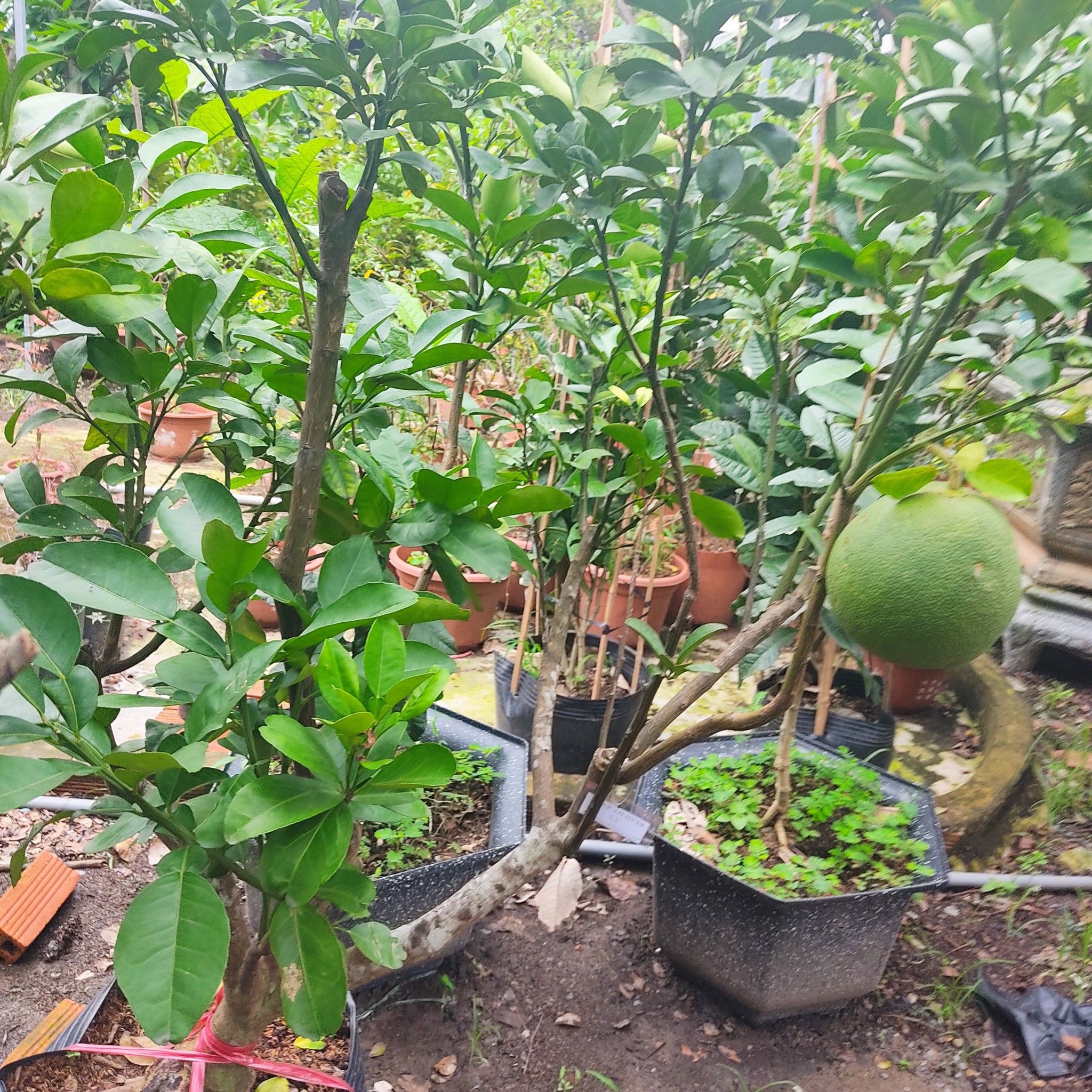 Cây Bưởi Da Xanh Đang Trái Cao từ 1,5m