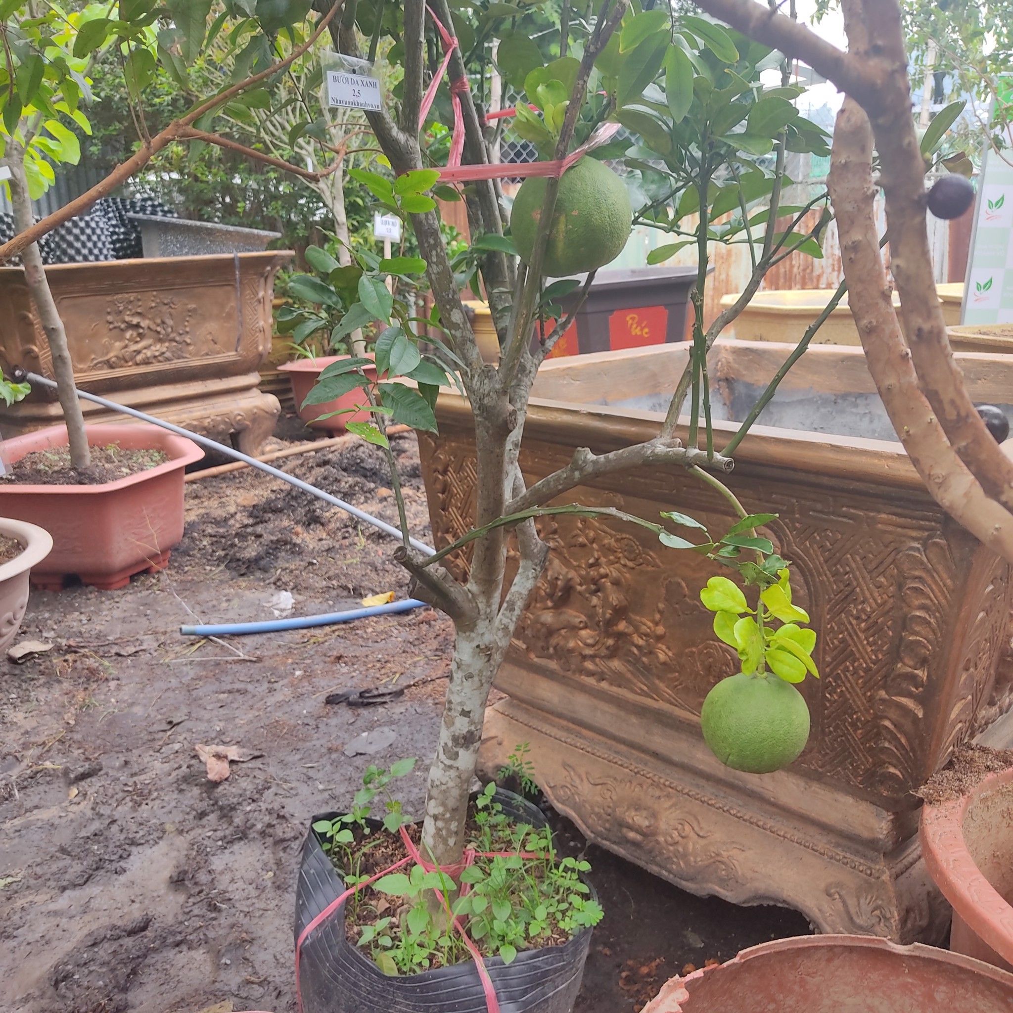 Cây Bưởi Da Xanh Đang Trái Cao từ 1,5m