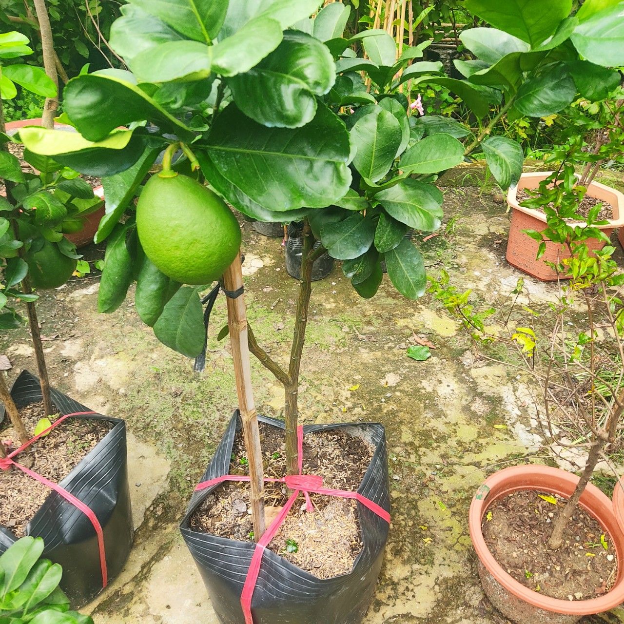 Cây Bưởi Da Xanh Đang Trái Cao 80-1m