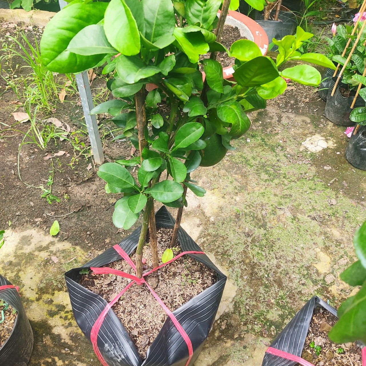 Cây Bưởi Da Xanh Đang Trái Cao 80-1m