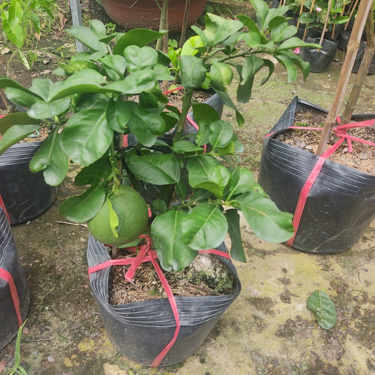 Cây Bưởi Da Xanh Đang Trái Cao 80-1m