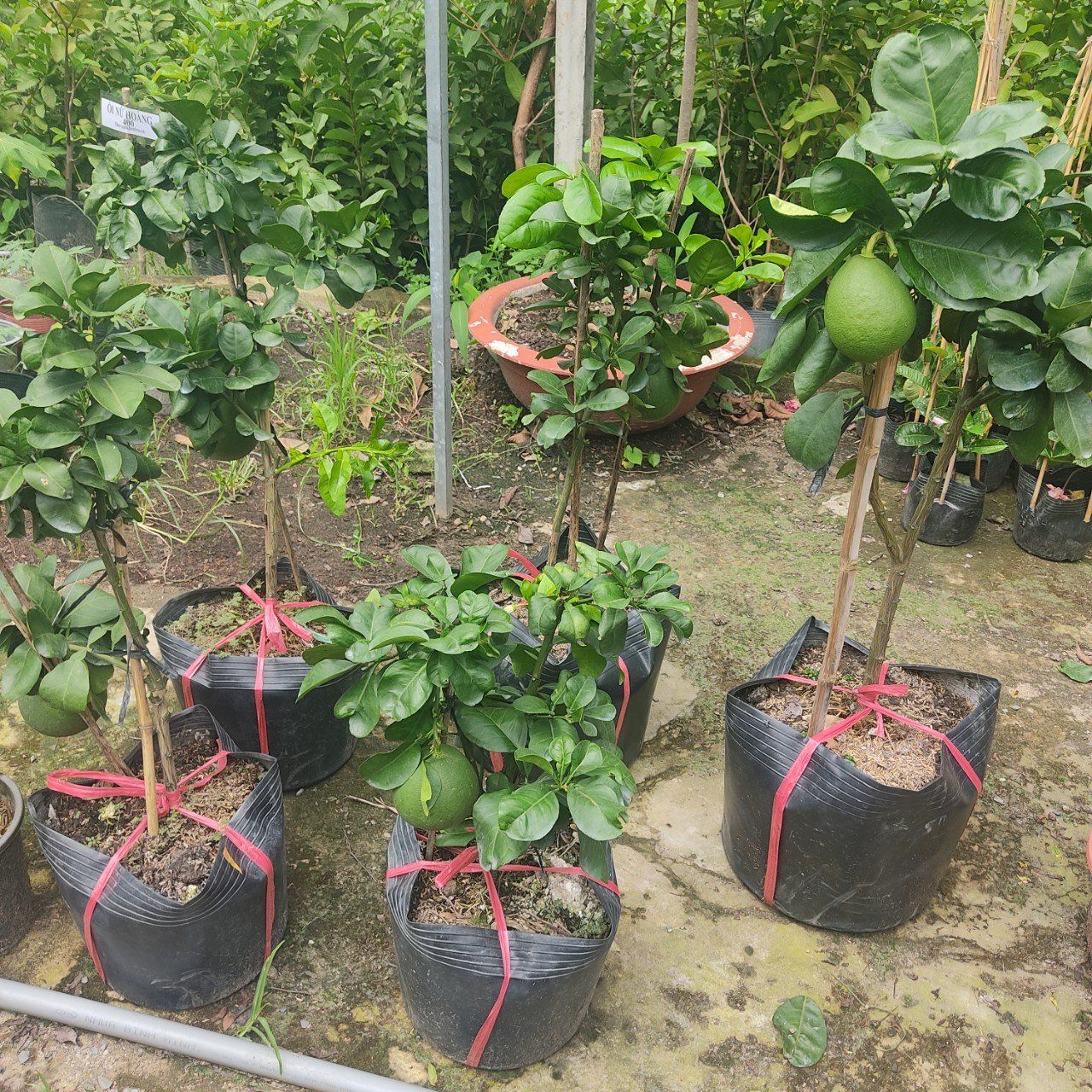Cây Bưởi Da Xanh Đang Trái Cao 80-1m