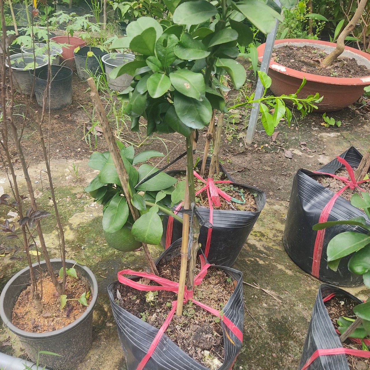 Cây Bưởi Da Xanh Đang Trái Cao 80-1m