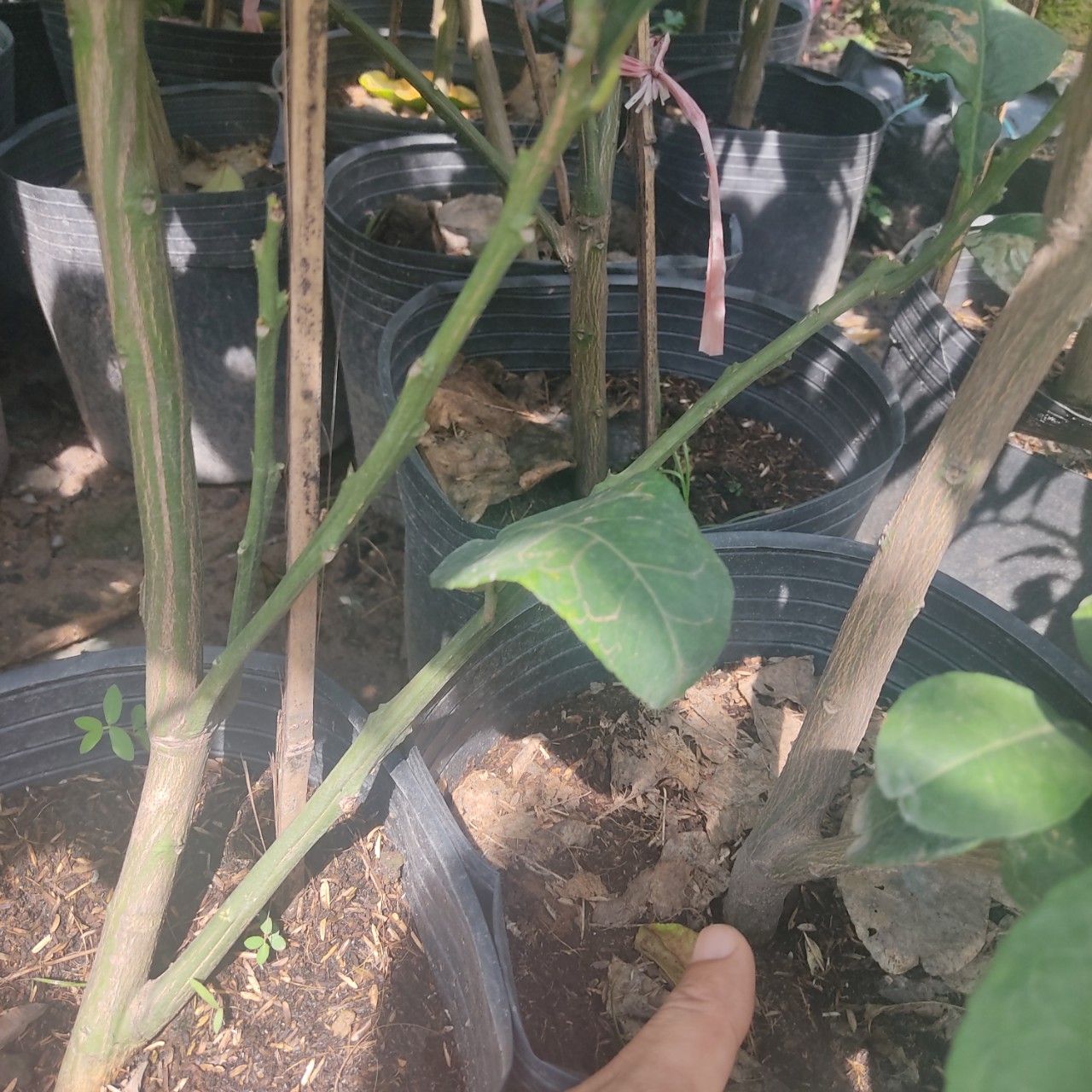 Cây Bưởi Da Xanh Trưởng Thành Sắp Ra Trái 80-1m