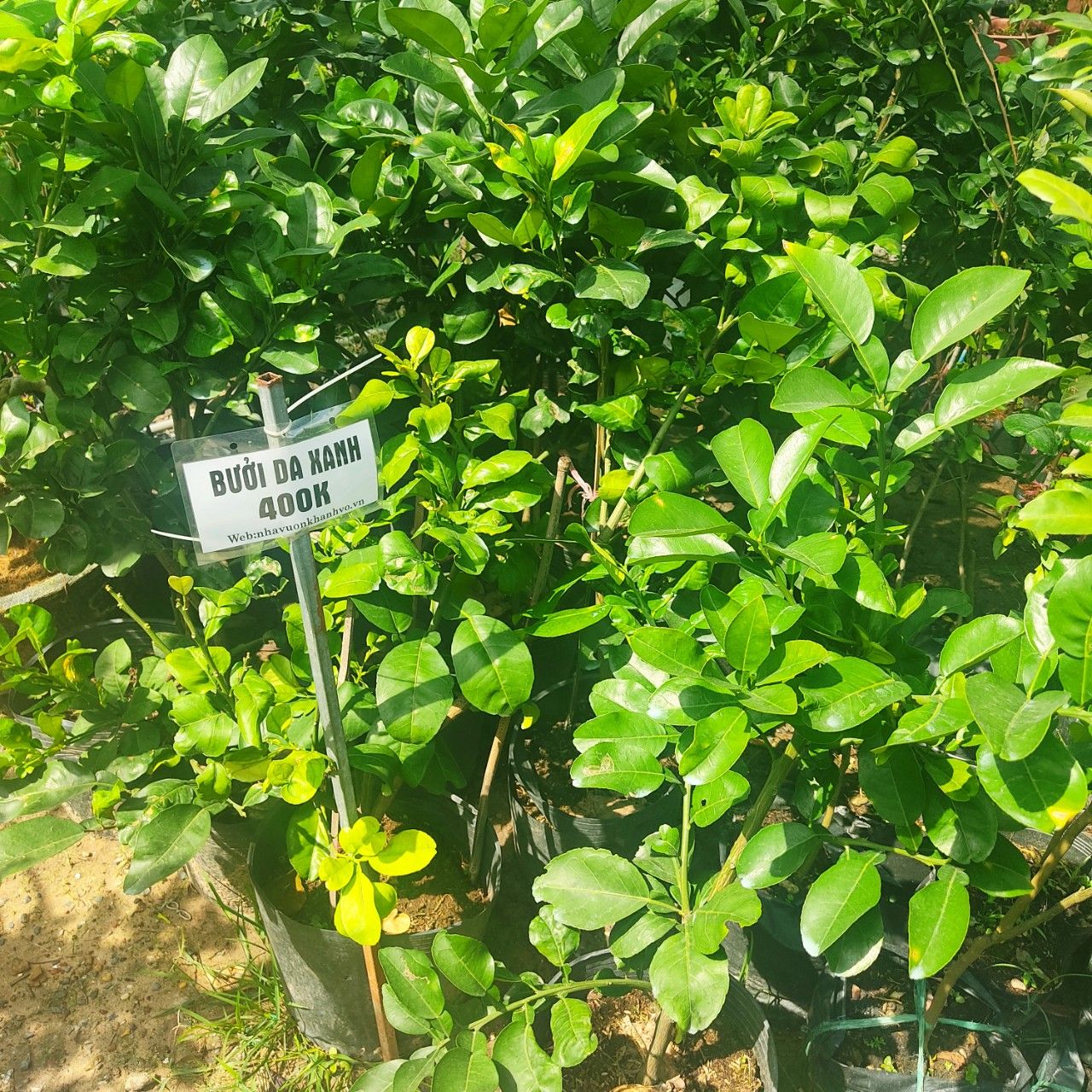 Cây Bưởi Da Xanh Trưởng Thành Sắp Ra Trái 80-1m