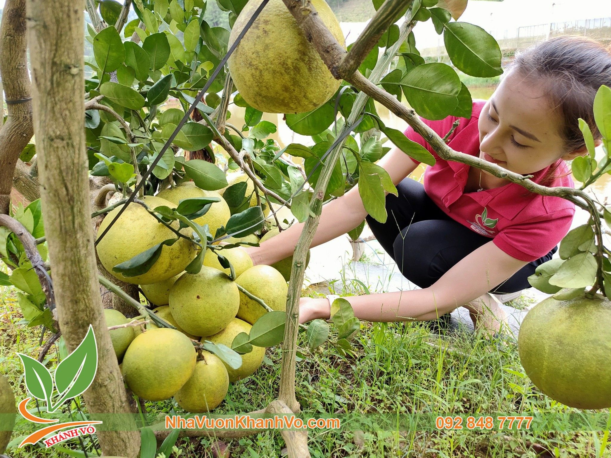 Cây Bưởi Diễn Trưởng Thành Đang Trái Cao 2m