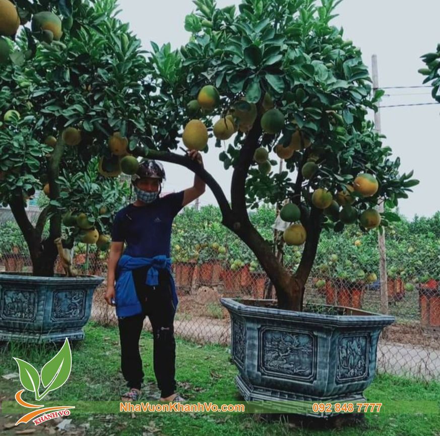 Cây Bưởi Diễn Lâu Năm Trái Xum Xuê Cao 3m