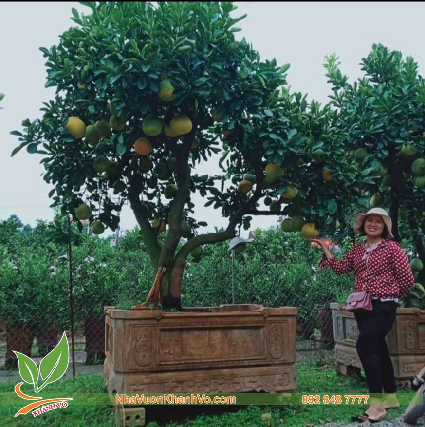Cây Bưởi Diễn Lâu Năm Trái Xum Xuê Cao 3m