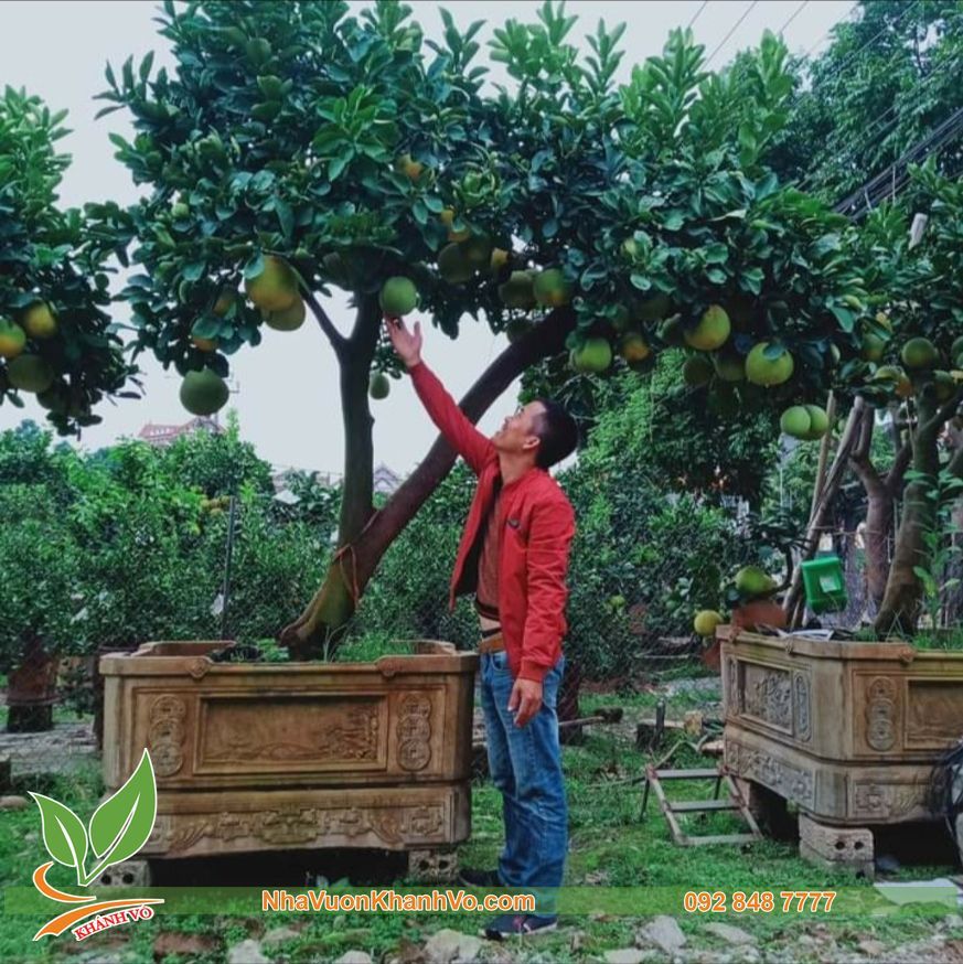 Cây Bưởi Diễn Lâu Năm Trái Xum Xuê Cao 3m