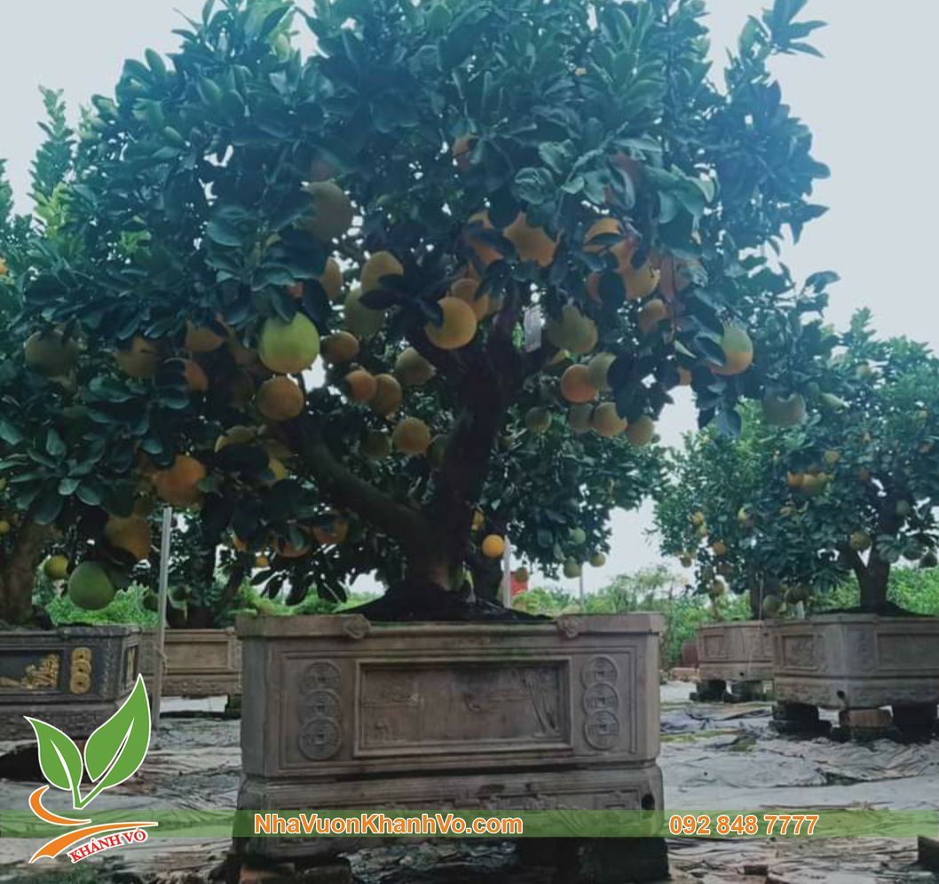 Cây Bưởi Diễn Lâu Năm Trái Xum Xuê Cao 3m