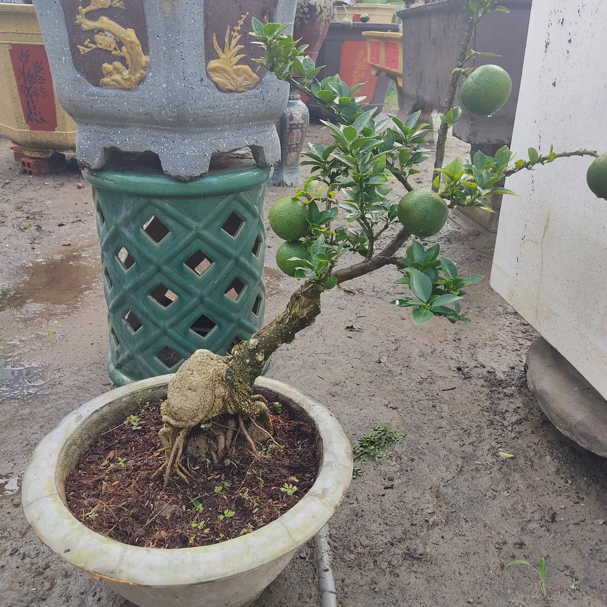 Cây Cam Nhật Bonsai Trĩu quả