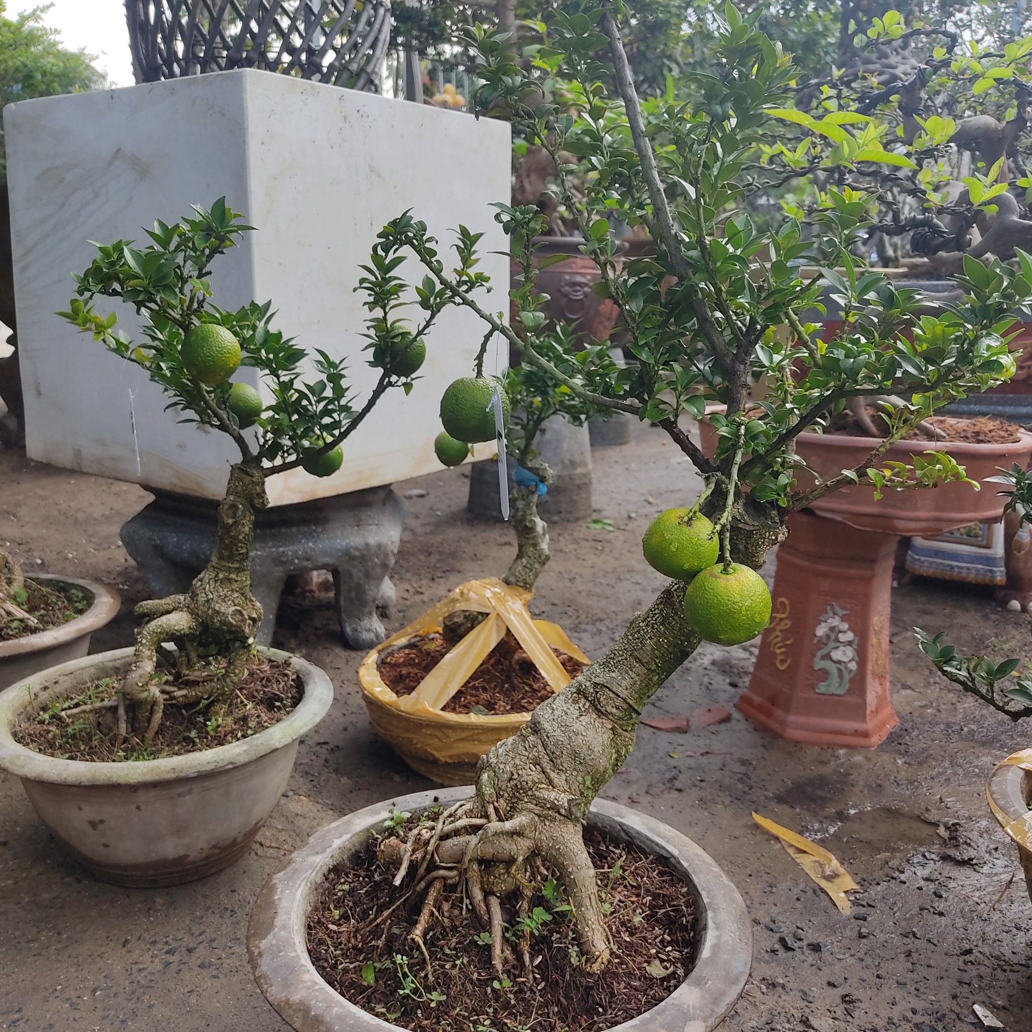 Cây Cam Nhật Bonsai Trĩu quả