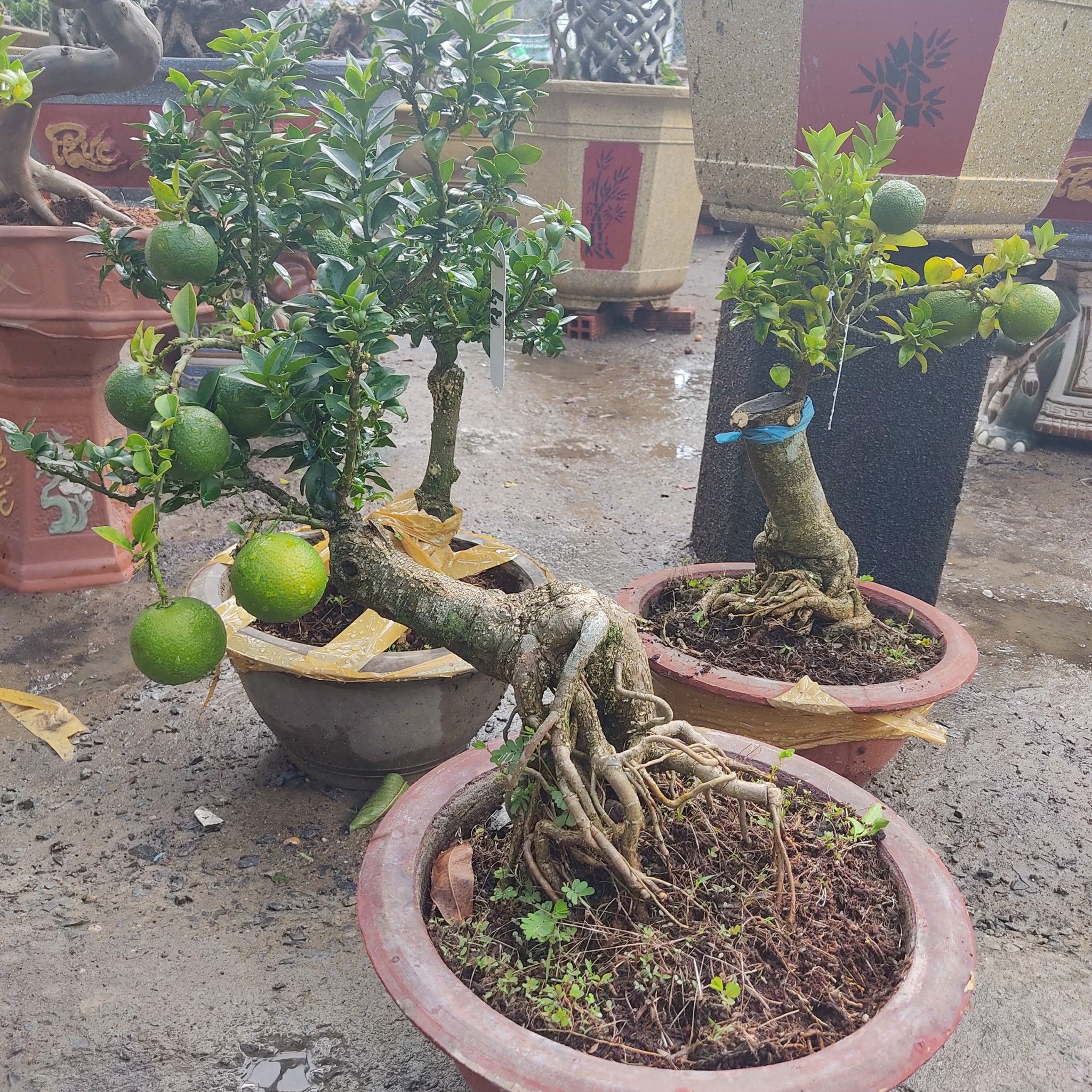 Cây Cam Nhật Bonsai Trĩu quả