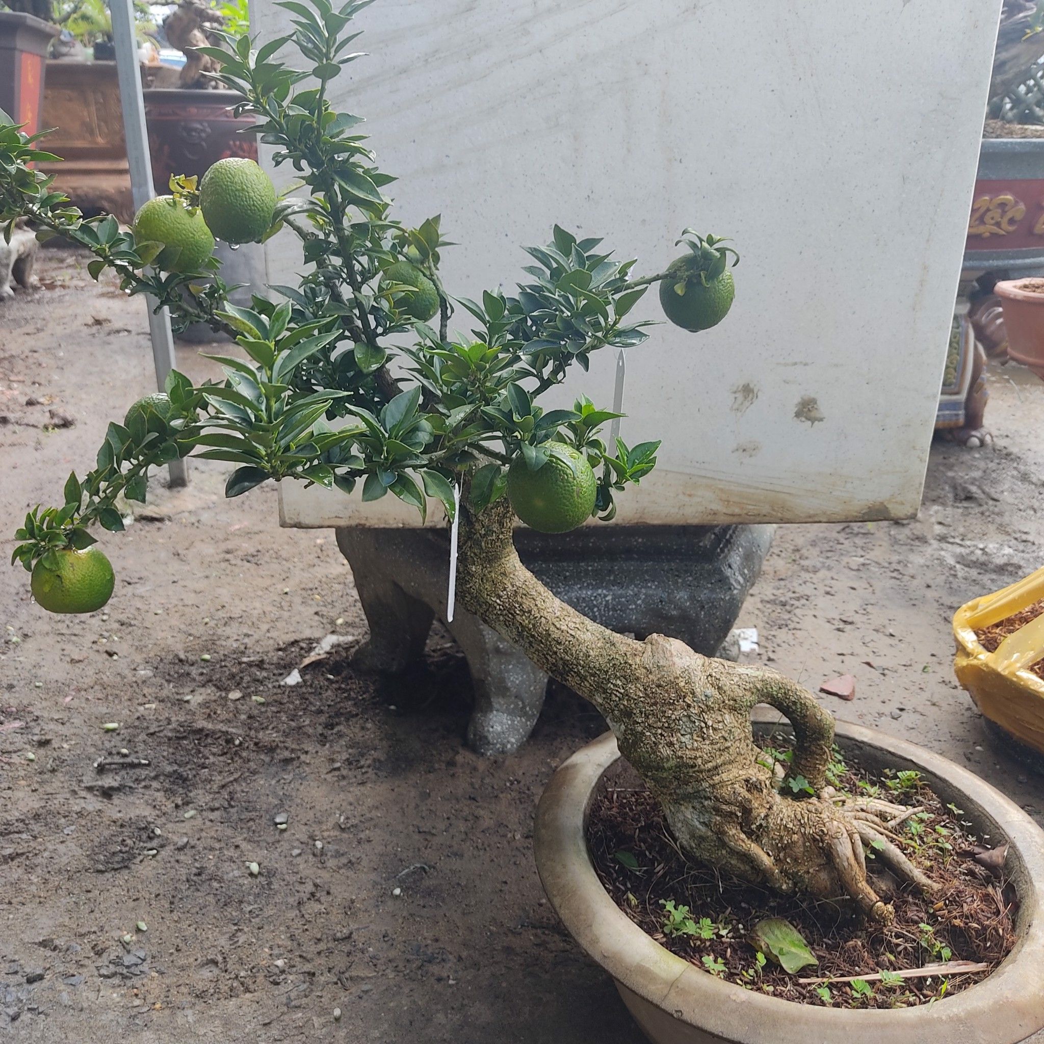 Cây Cam Nhật Bonsai Trĩu quả