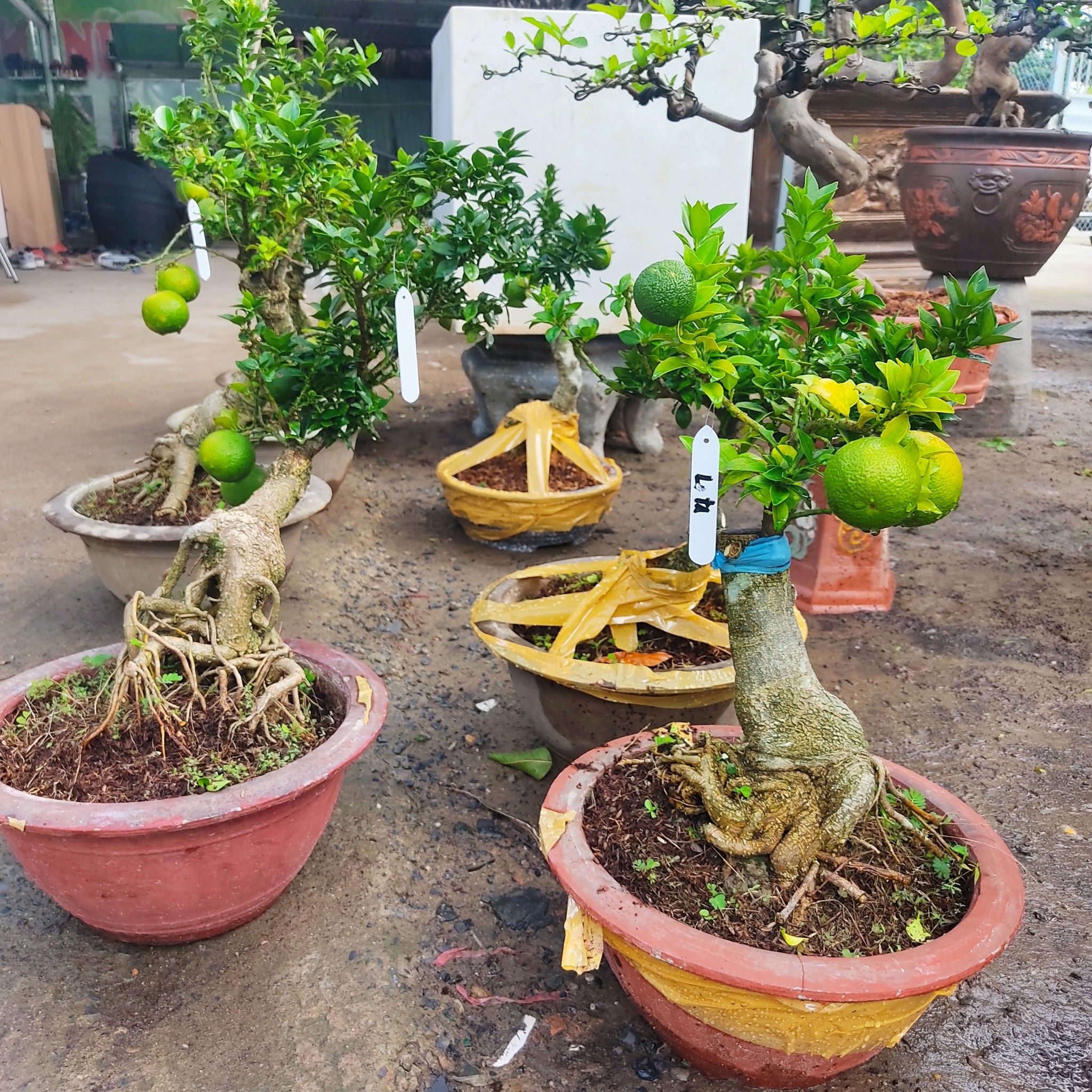 Cây Cam Nhật Bonsai Trĩu quả