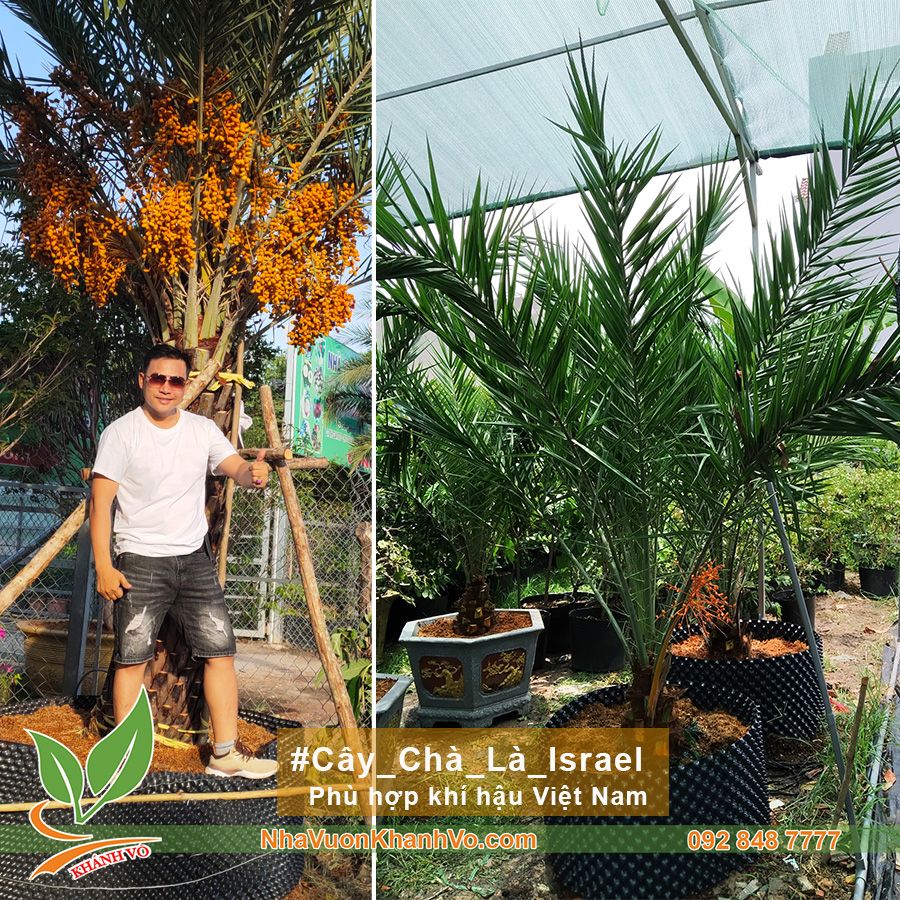 Cây Chà Là Israel Lớn Cao 2m Vừa Ra Hoa