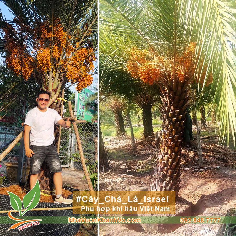 Cây Chà Là Israel Lớn Lóng Cao 2m Đã Ra Trái