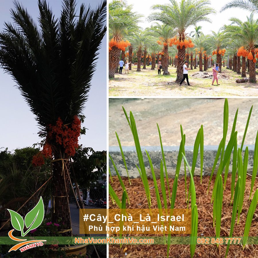 Cây Mầm Chà Là Trung Đông - Cây Mầm Giống F1 Cao 15cm