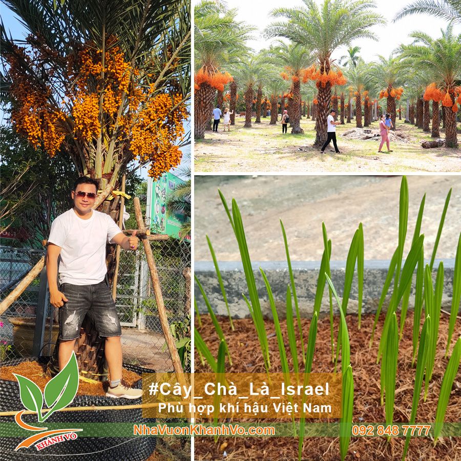 Cây Mầm Chà Là Trung Đông - Cây Mầm Giống F1 Cao 15cm