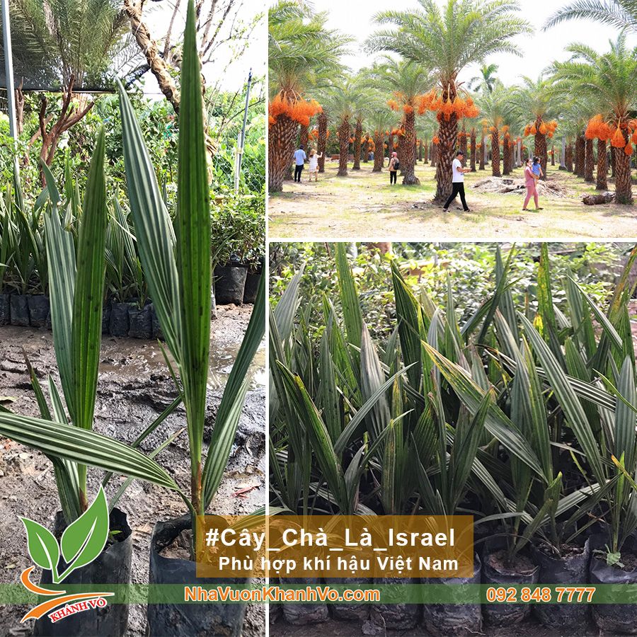 Cây Chà Là Trung Đông Giống Cao 30cm