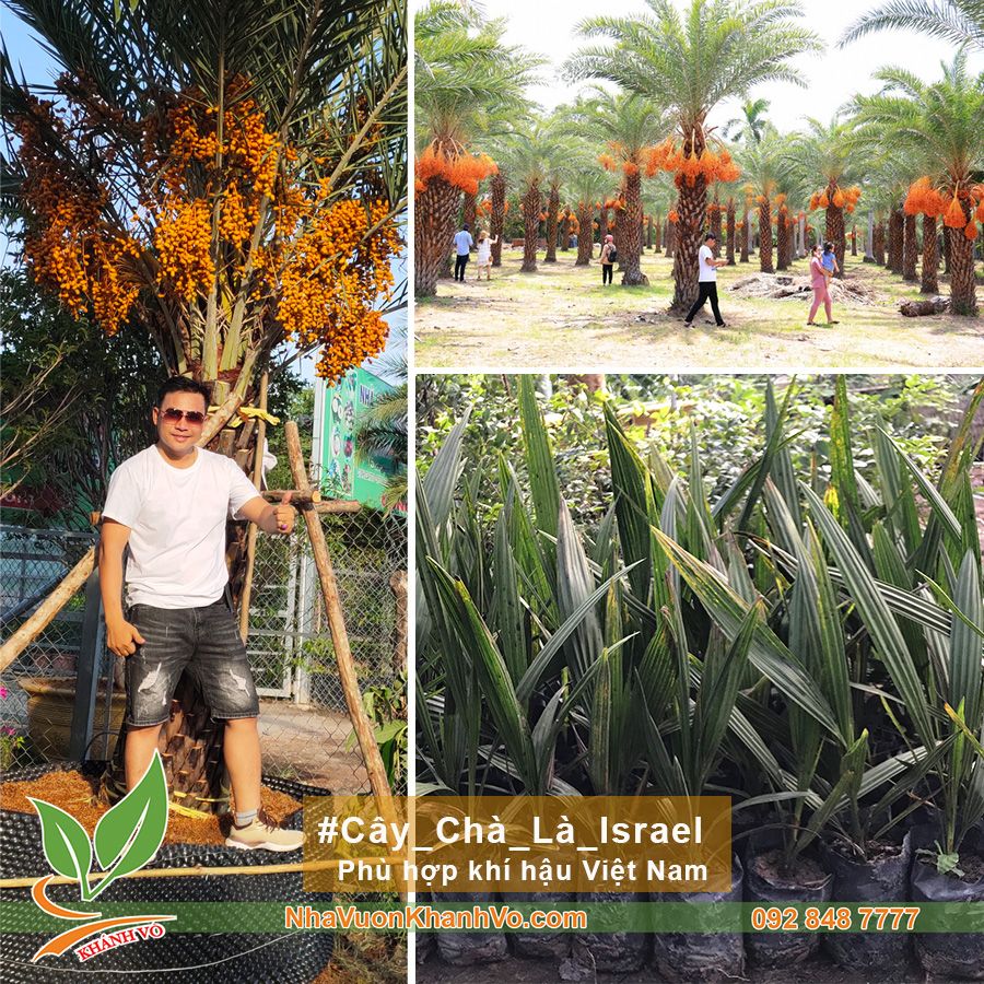 Cây Chà Là Trung Đông Giống Cao 30cm