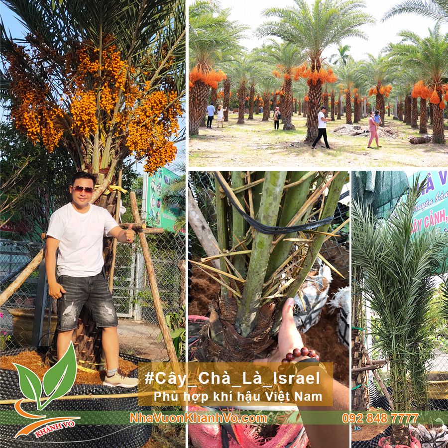 Cây Chà Là Trung Đông Lớn Cao 1m6-1m8 Cây Ra Trái Sau 6 Tháng