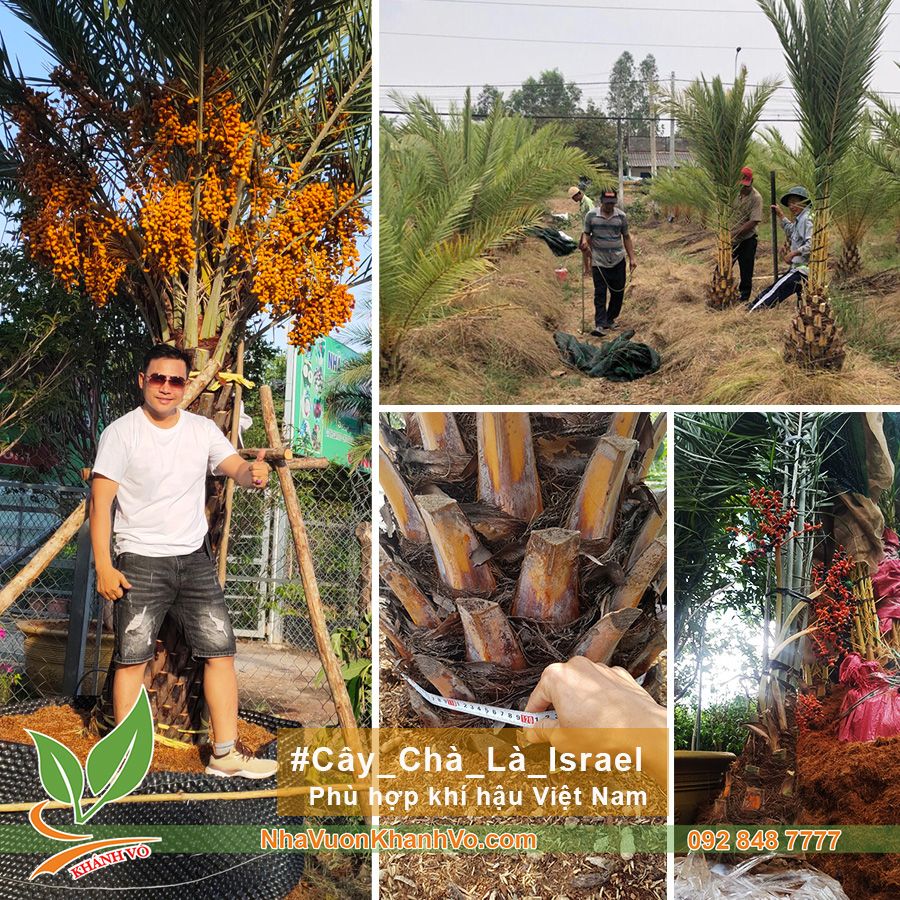 Cây Chà Là Trung Đông Lớn Lóng Cao 60cm Đã Ra Trái