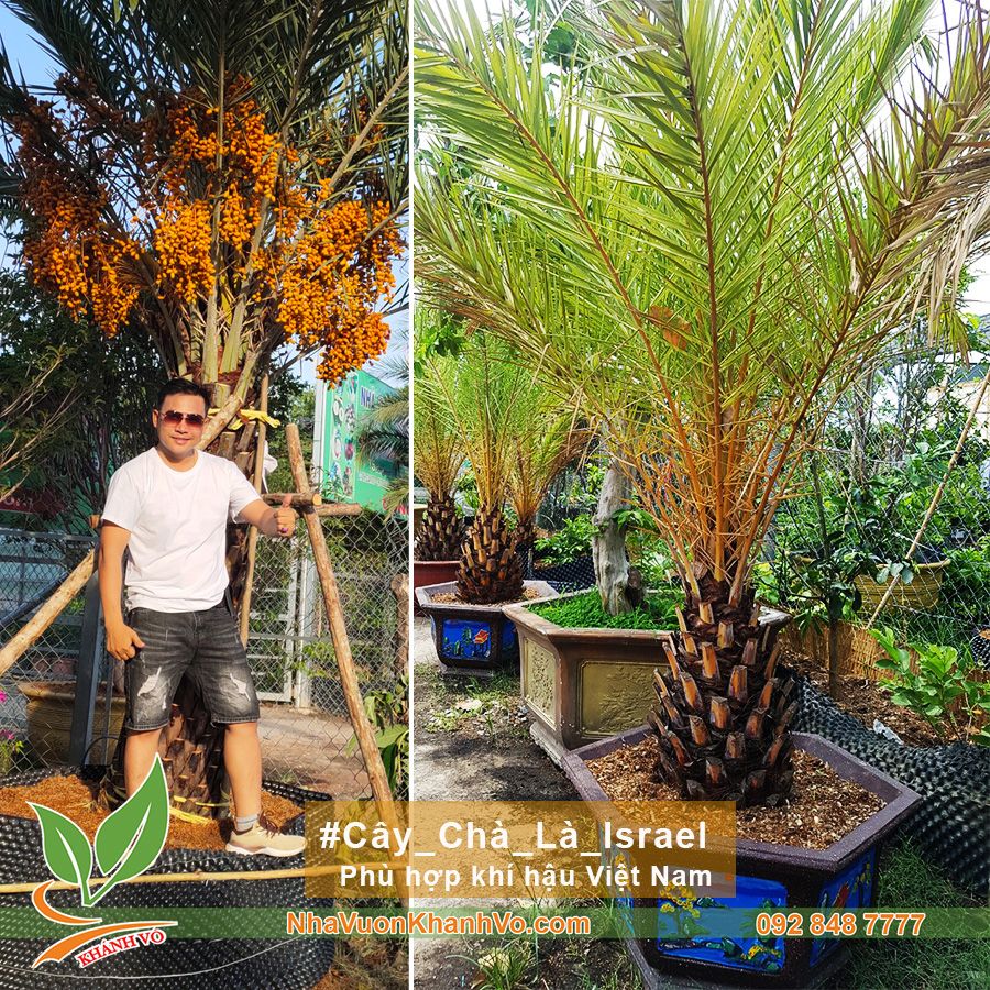 Cây Chà Là Trung Đông Lớn Lóng Cao 90cm Đã Ra Trái