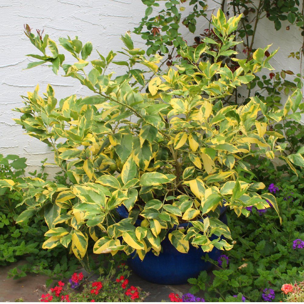 Cây Chanh Cẩm Thạch Giống Cao 30-50cm