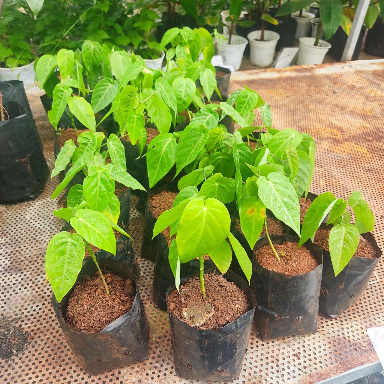 Cây Chanh Leo Colombia Giống Cao 30-40cm