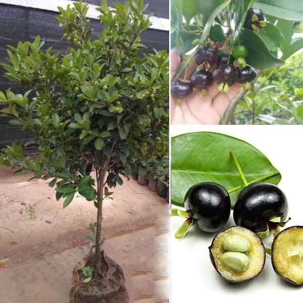 Cây Cherry Brazil Đã Ra Trái Ba Mùa Cao Khoảng 1,6-1,8m