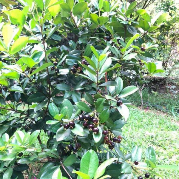 Cây Cherry Brazil Loại Đại, Xum Xuê Trái Cao Khoảng 2m