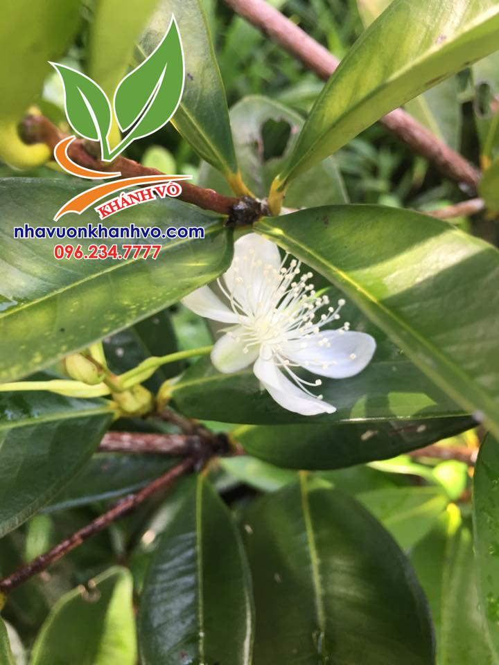 Cây Cherry Brazil Giống Cao Khoảng 50-60cm