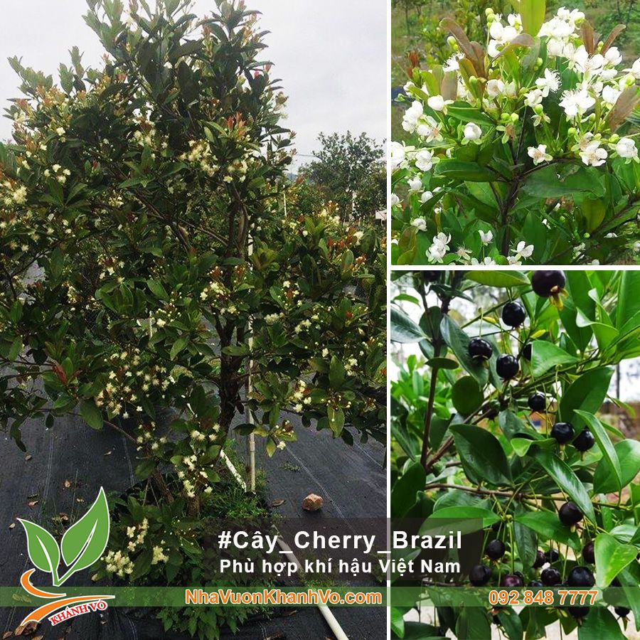 Cây Cherry Brazil Lâu Năm Cao 2,5 - 3m Sai Hoa Trái