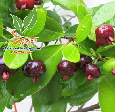 Cây Cherry Brazil Loại Đại, Xum Xuê Trái Cao Khoảng 2m