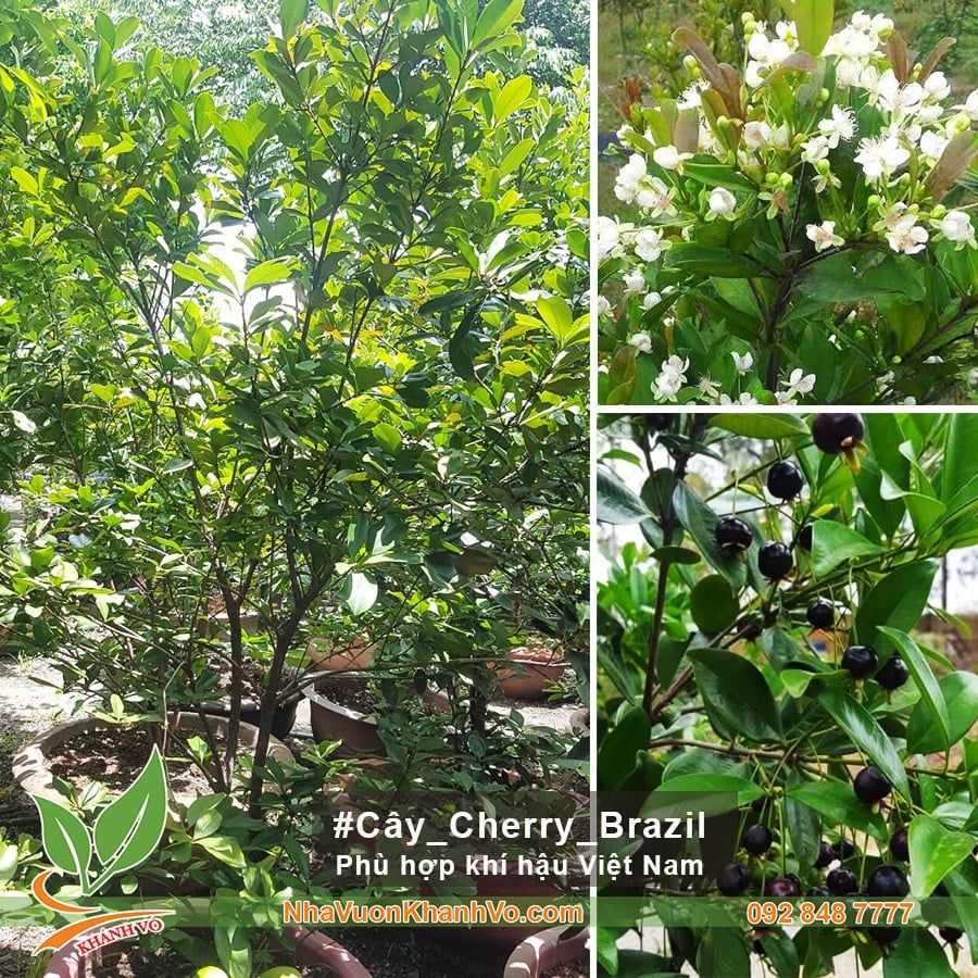 Cây Cherry Brazil Trưởng Thành Cao 1,8m