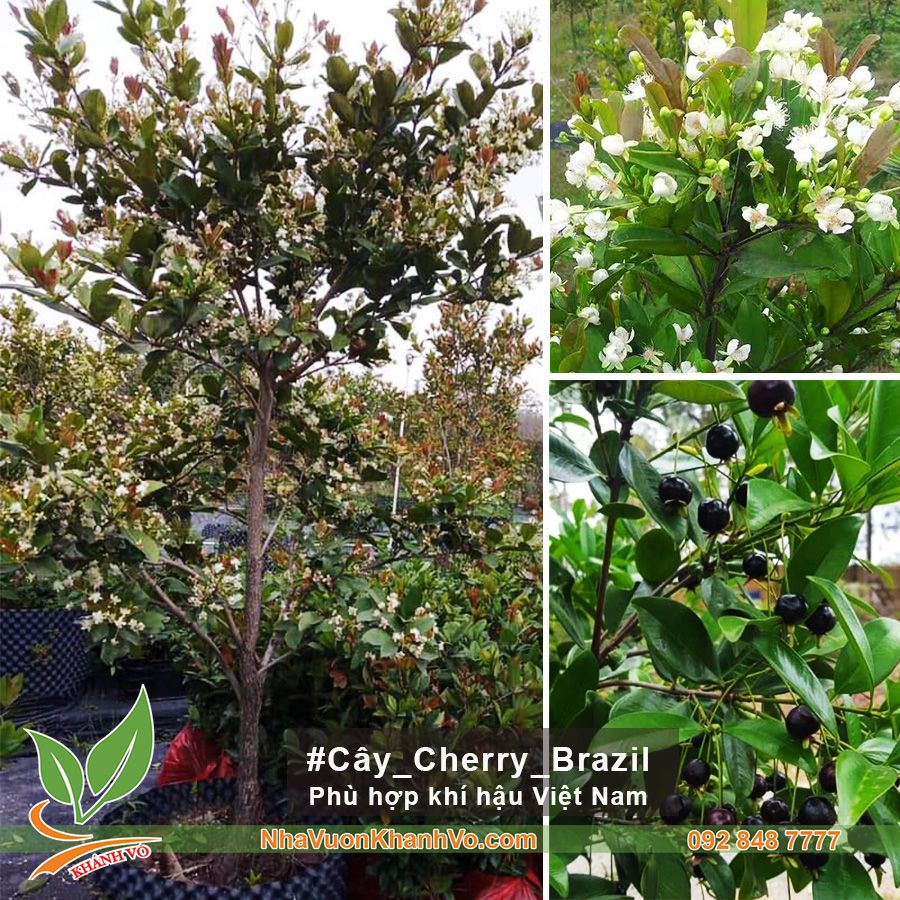 Cây cherry brazil trưởng thành cao 2,5 - 3m tạo tán đẹp