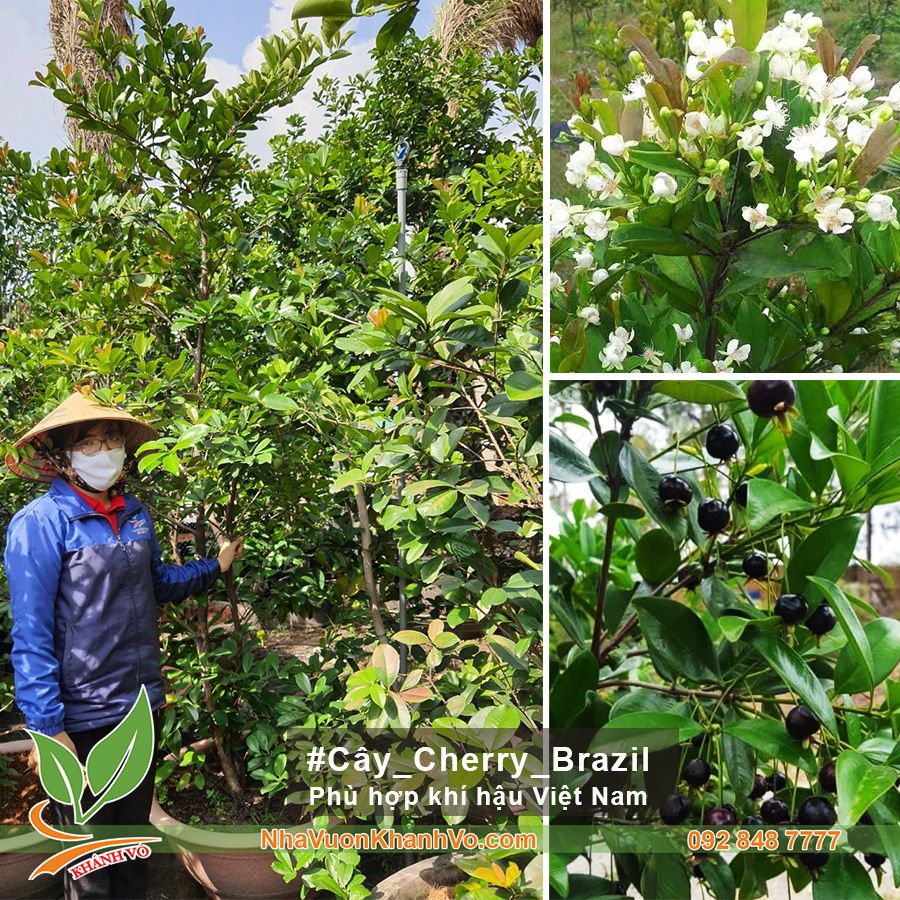 Cây Cherry Brazil Trưởng Thành Cao Trên 2,5 Đã Ra Trái 6 Mùa