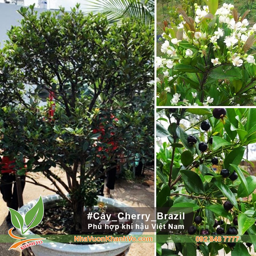 Cây Cherry Brazil Trưởng Thành Cao Trên 3m Táng Đều Đang Trái