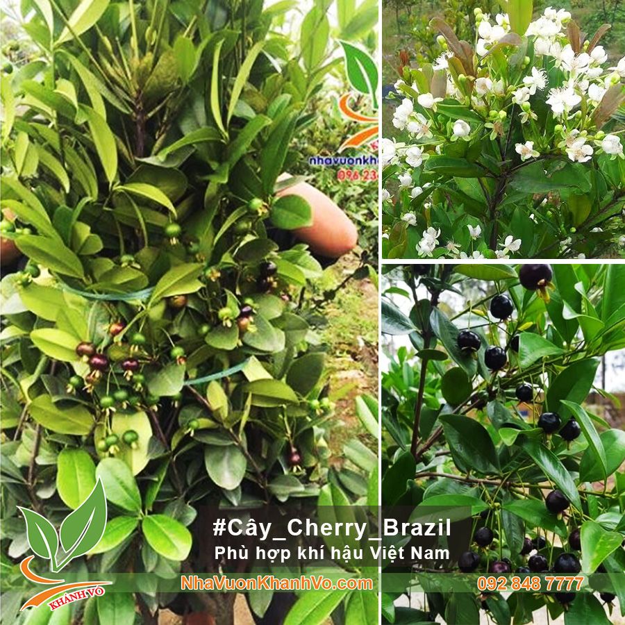 Cây Cherry Brazil Trưởng Thành Cao Từ 2m - Trái Xum Xuê